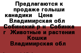 Предлагаются к продаже голыши-канадики › Цена ­ 7 000 - Владимирская обл., Собинский р-н, Собинка г. Животные и растения » Кошки   . Владимирская обл.